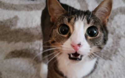 Emma – An RCO Success Story | Cat Sitting
