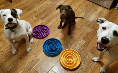 Slow Feeders for Dogs – An Overview