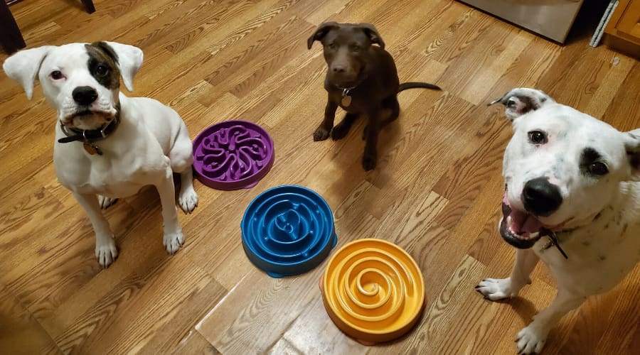 Slow Feeders for Dogs – An Overview