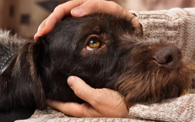 Adopt a Shelter Pet Day | April 30th