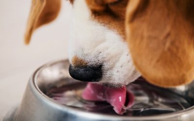 Water Bowls: Bacterial Breeding Grounds