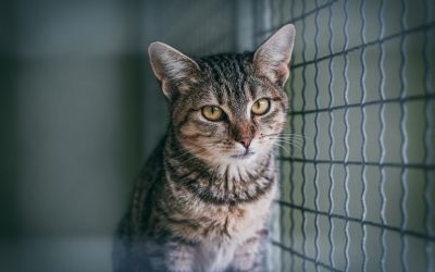 Lost Pet Prevention and Recovery in Connecticut