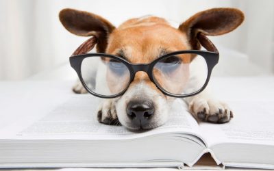 Dogs and Back to School Transitions