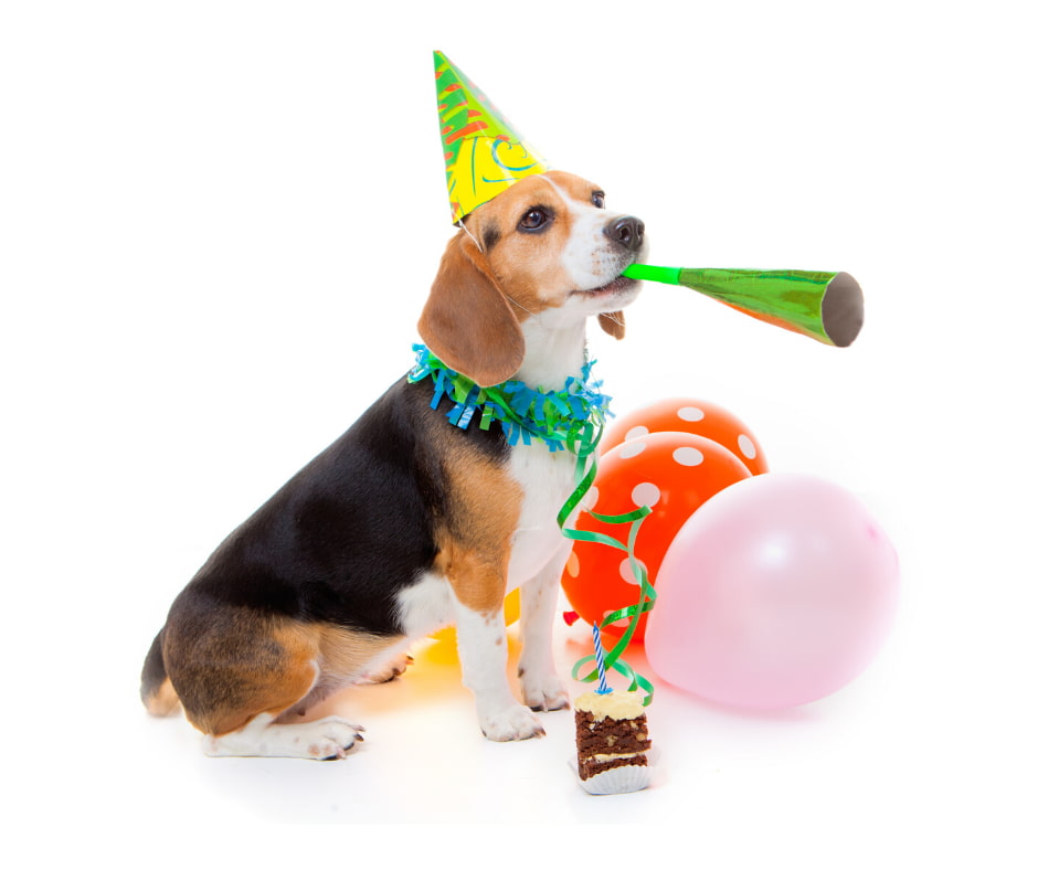 Dog celebrating national dog day with balloons and hat
