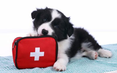 Pet Disaster Preparedness Kits in Connecticut