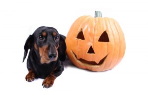 black and brown Dachshund next to Halloween pumpkin