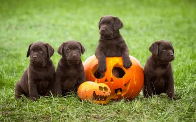 Halloween Pet Safety Tips: Celebrate Safely