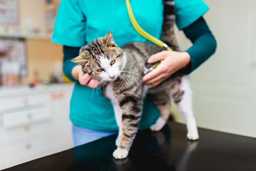 Emergency Vets in Connecticut – An Overview