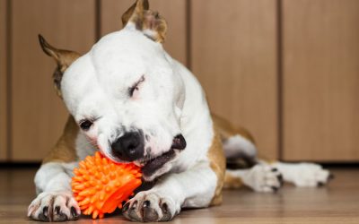 Indoor Games for Your Dog This Winter