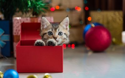 5 Reasons to Avoid Giving a Pet as a Gift This Christmas