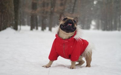 Connecticut Winter Dog Walking Tips