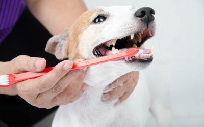 Pet Dental Health: Why It’s Important & How to Protect It