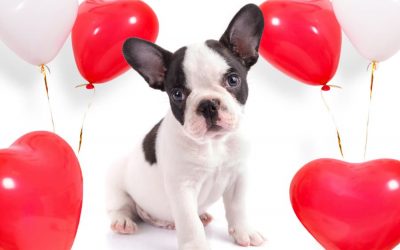 6 Ways to Spend a Pet-Friendly Valentine’s Day in Connecticut