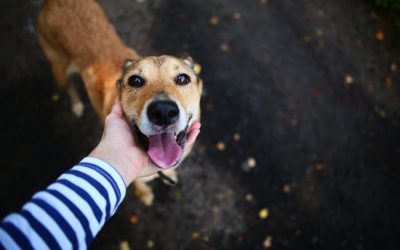 An Open Letter to Dogs During COVID-19: How to Help Your Humans