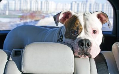 How to Help Your Dog Love the Car