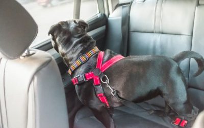 How to Keep Your Dog Safe in the Car