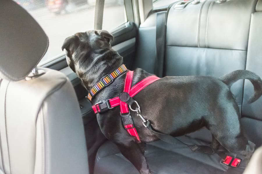 How to Keep Your Dog Safe in the Car