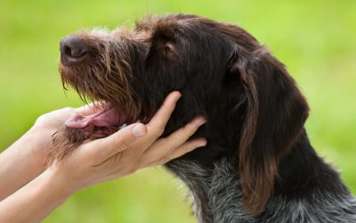 The Snout to Tail Assessment: An Overview of Pet Health