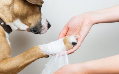 What to Keep in Your Pet’s First Aid Kit
