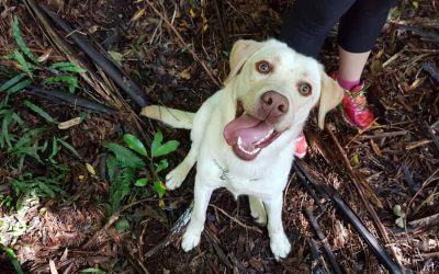 The Best Places to Walk Your Dog in Oxford, CT
