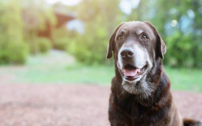 COVID-19 Safety Precautions for Pet Care Visits