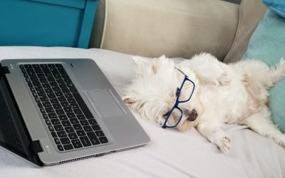 How to Distract Your Dog While Working From Home