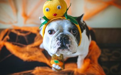 Top 5 Last Minute Halloween Costumes for Your Pet