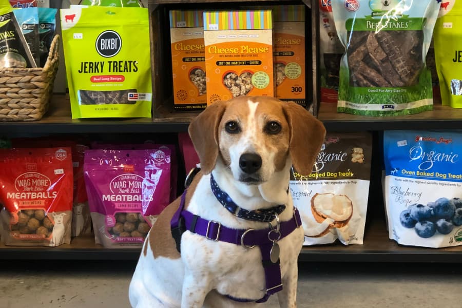 Beagle sitting in front of shelves of Better Beagle Co in Oxford Greater Waterbury Pet Business
