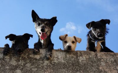 What to Consider When Choosing Pet Insurance