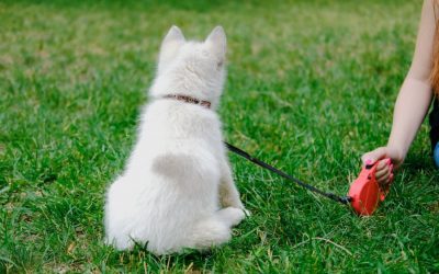 Why to Ditch Your Retractable Dog Leash