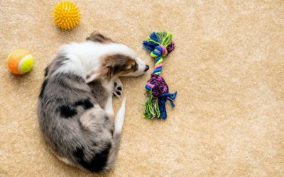 The Average Annual Cost of Owning a Dog in Connecticut