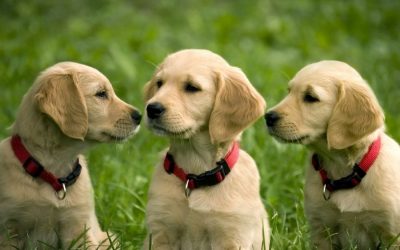 The Importance of Spaying and Neutering Your Pet in Connecticut
