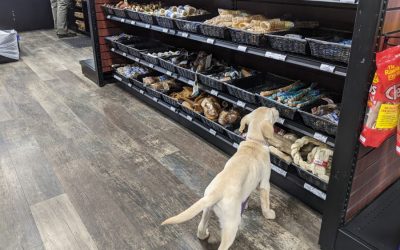 Meet Choice Pet – Southbury’s Newest Pet Store
