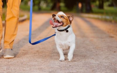 The Cost of Dog Walking In Connecticut