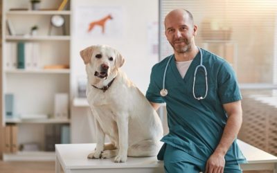 Top Five Veterinary Clinics in Greater Waterbury