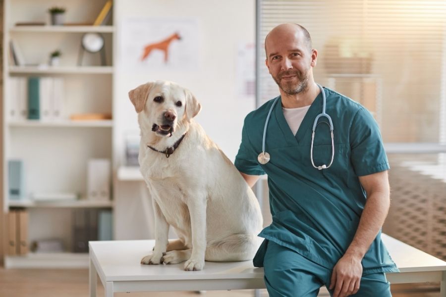 Top Five Veterinary Clinics in Greater Waterbury