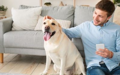 Hiring an App Sitter Versus a Professional Sitter