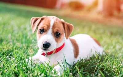 Tips to Welcome a New Puppy to Your Family