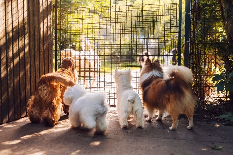Choosing a Dog Daycare in Connecticut