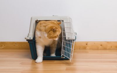The Dreaded Cat Carrier: Can Your Cat Enjoy It?!