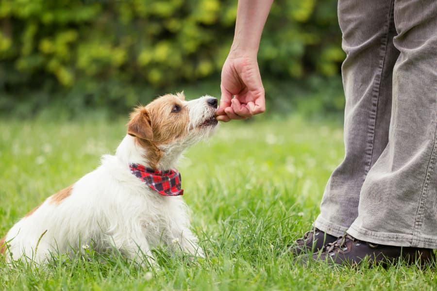 Dog Trainer in Connecticut feeding treat to Jack Russell Terrier