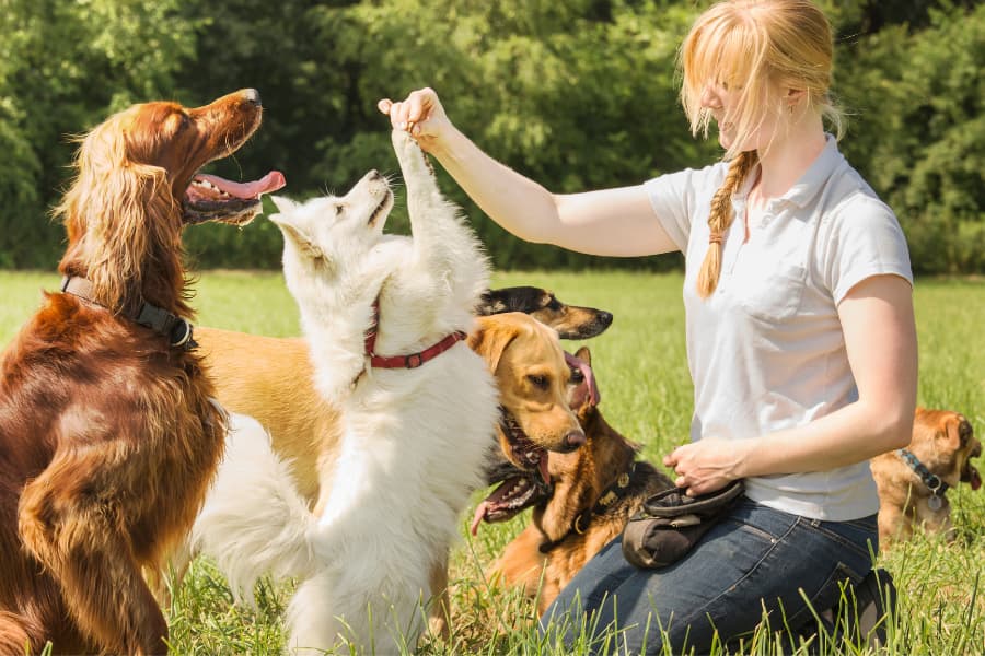 Choosing a Dog Trainer in Connecticut