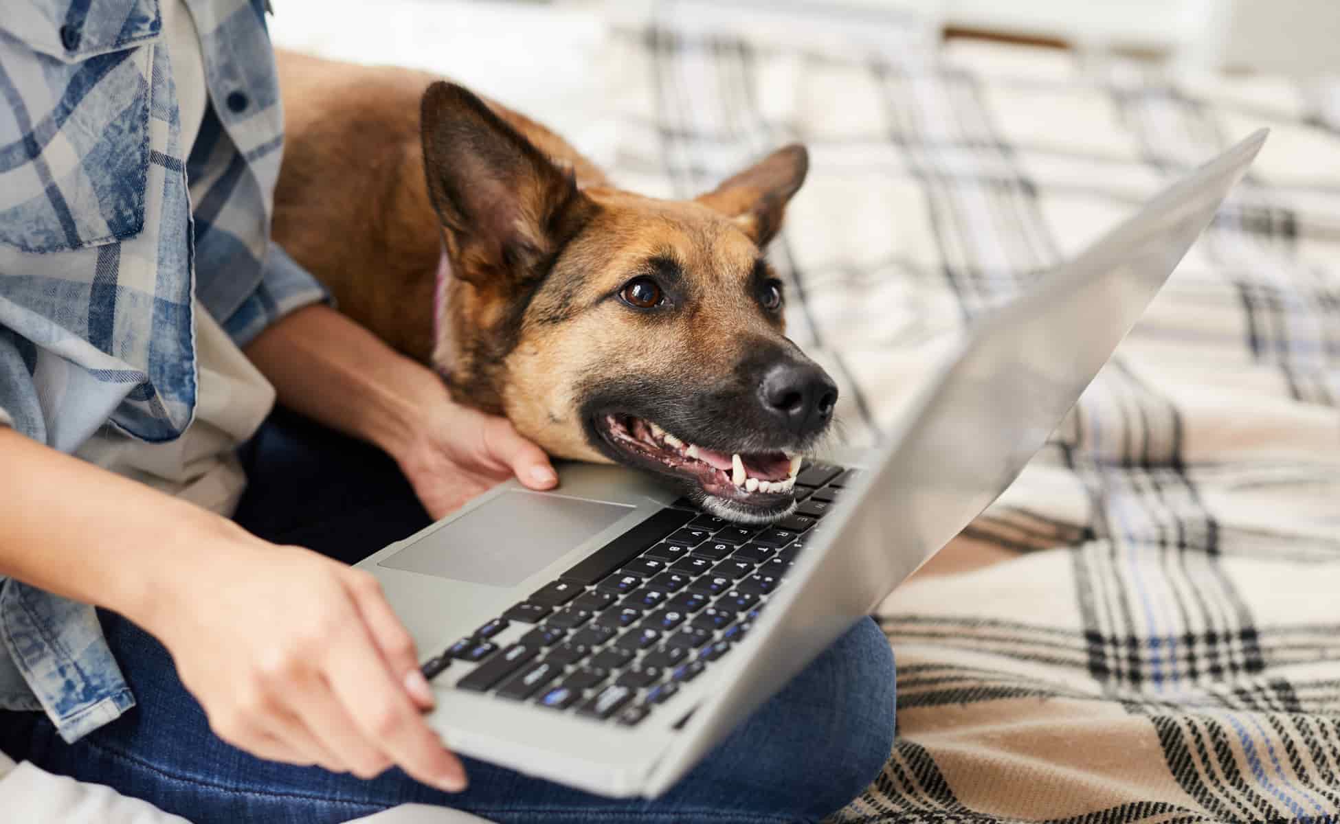 Dog with head on laptop