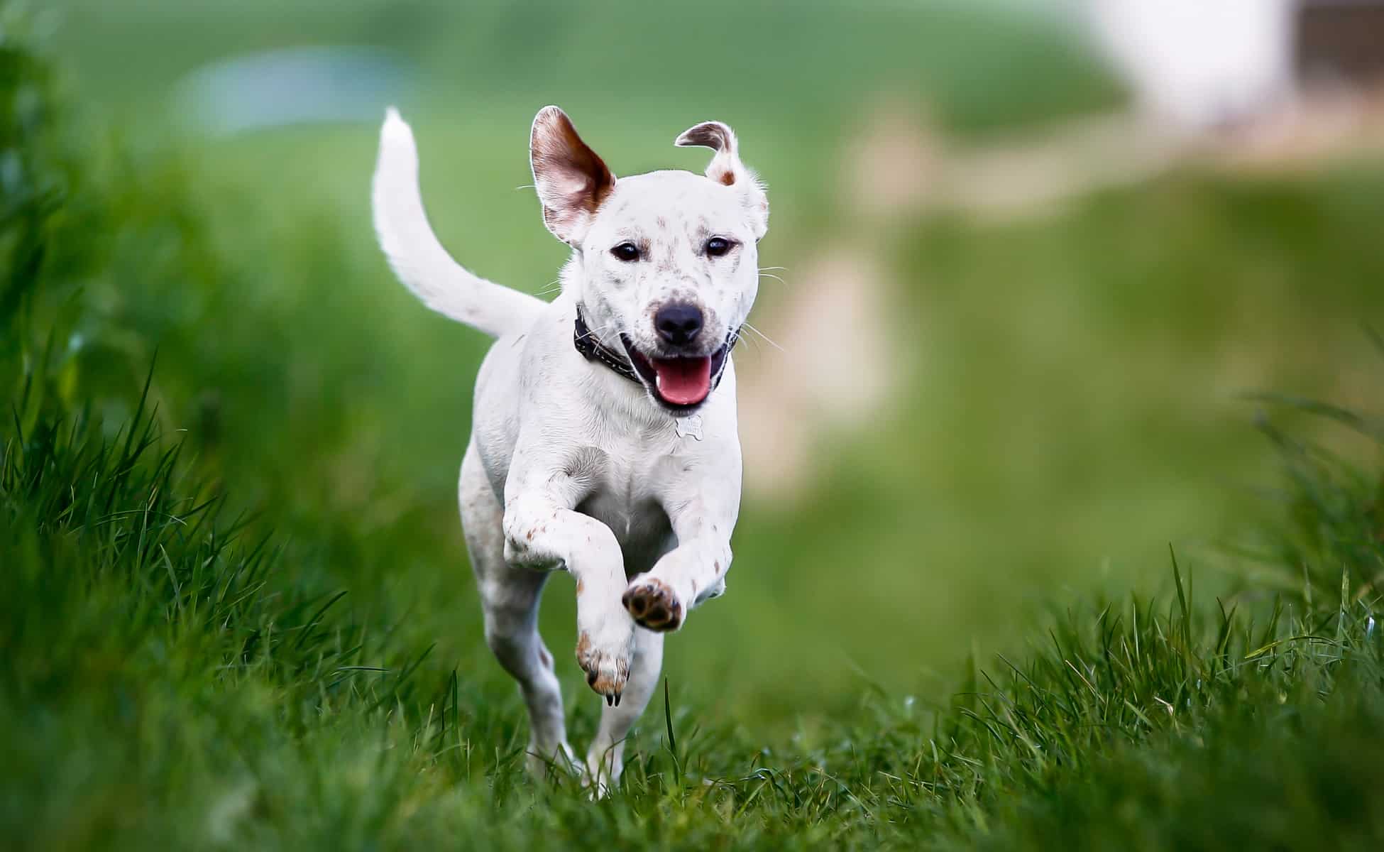 Dog running through a field