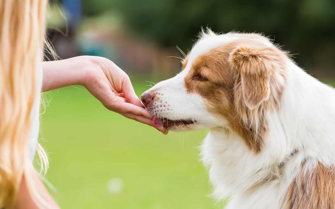 3 Ways to Improve Your Dog’s Recall Today