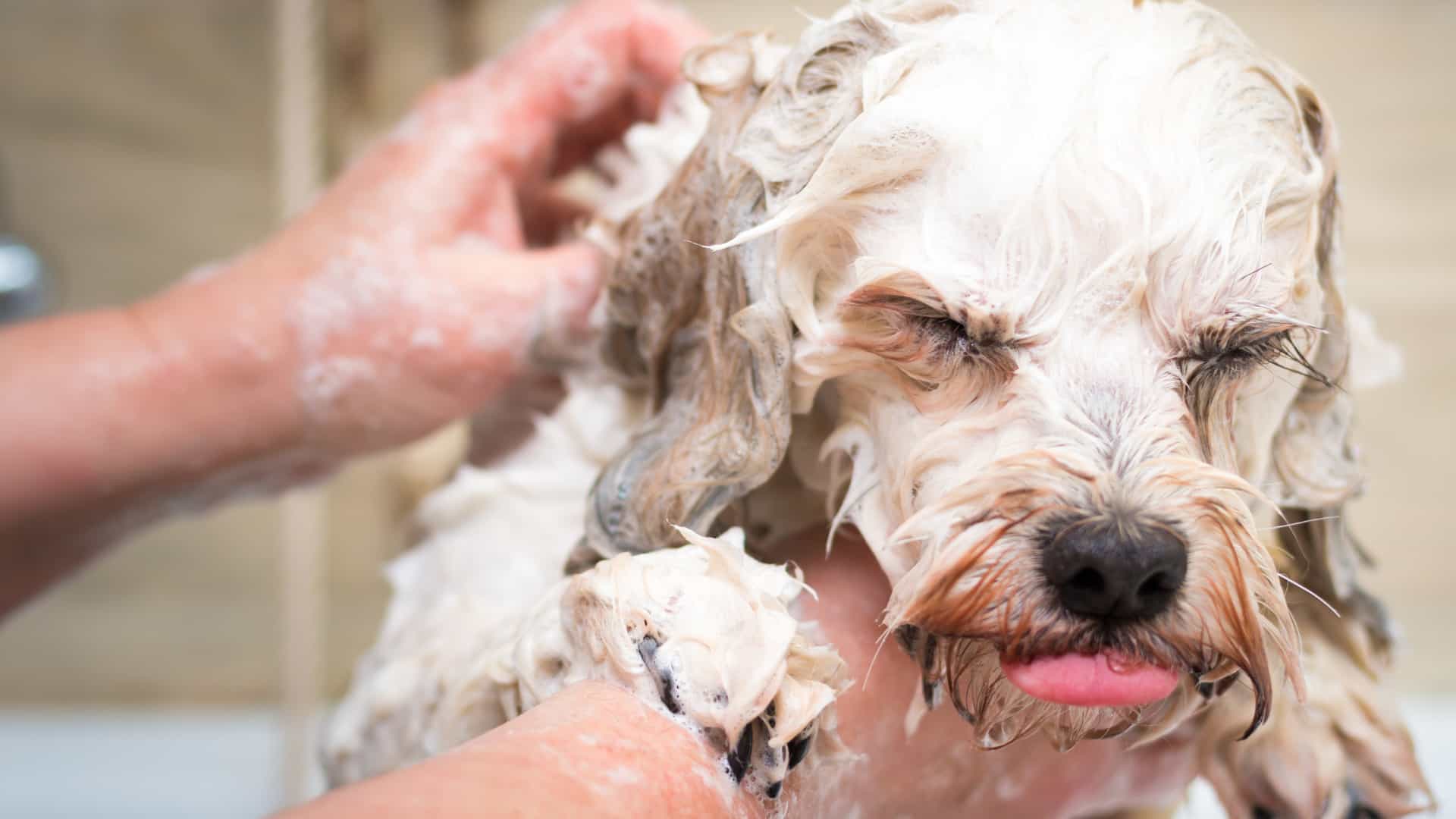 Unhappy dog in bath