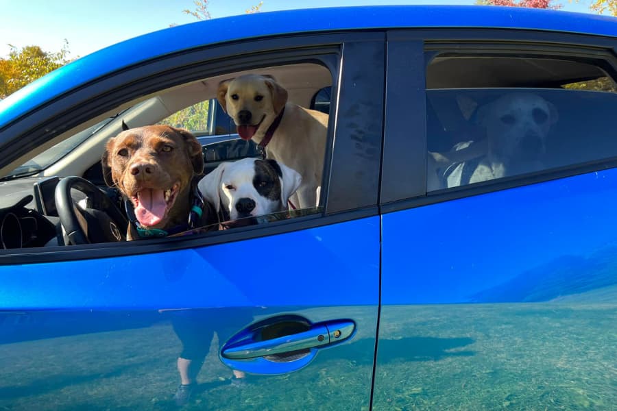 Four dogs sit in blue car